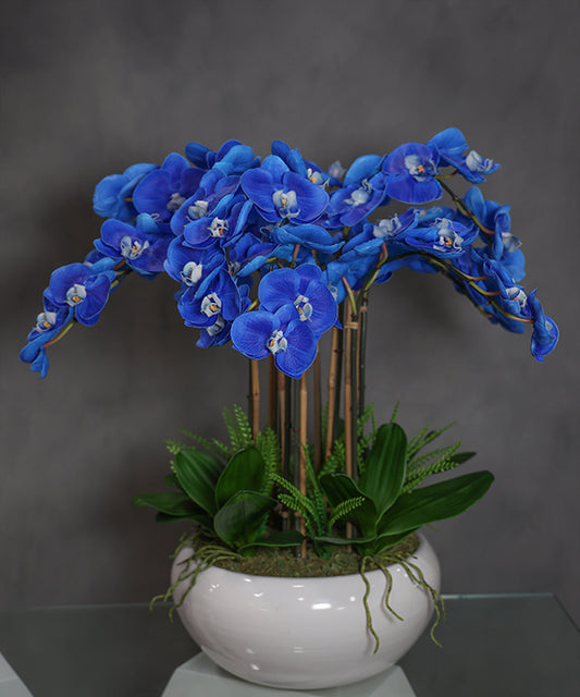 BLUE ORCHIDS